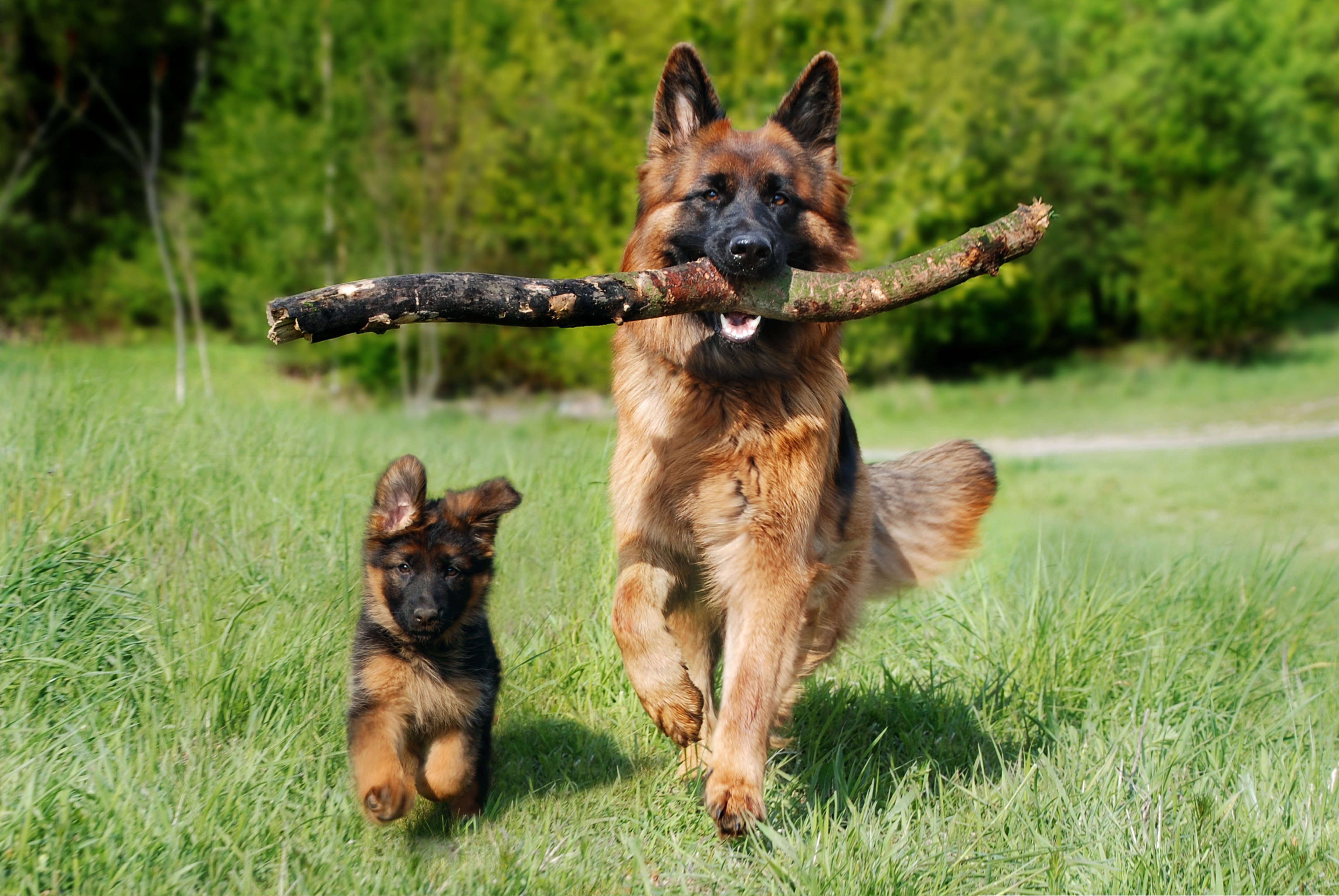 Deux bergers complices dans la nature