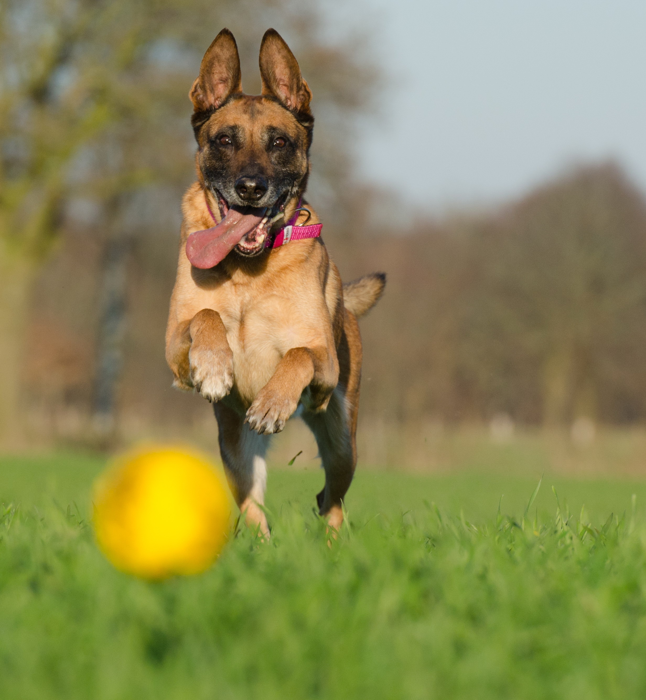 Malinois jouant avec une balle dans l’herbe