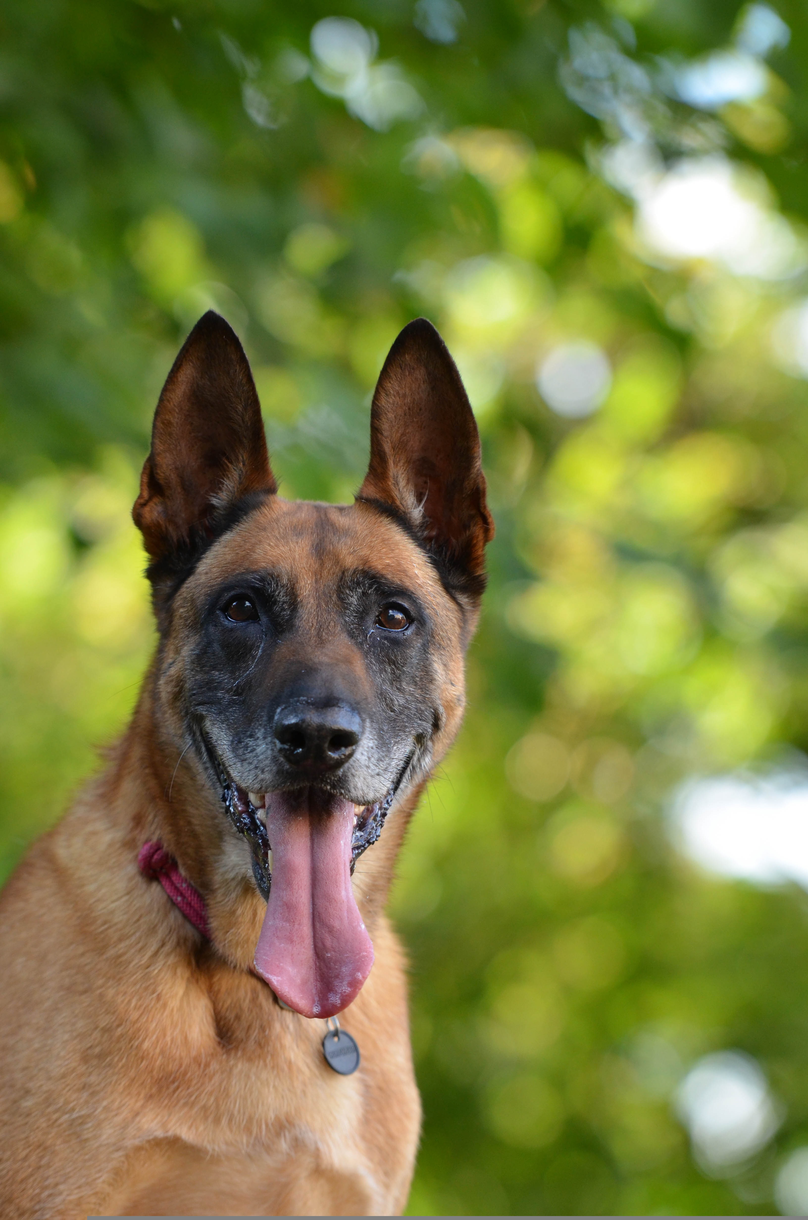 Portrait d’un Berger Belge Malinois attentif sous les arbres